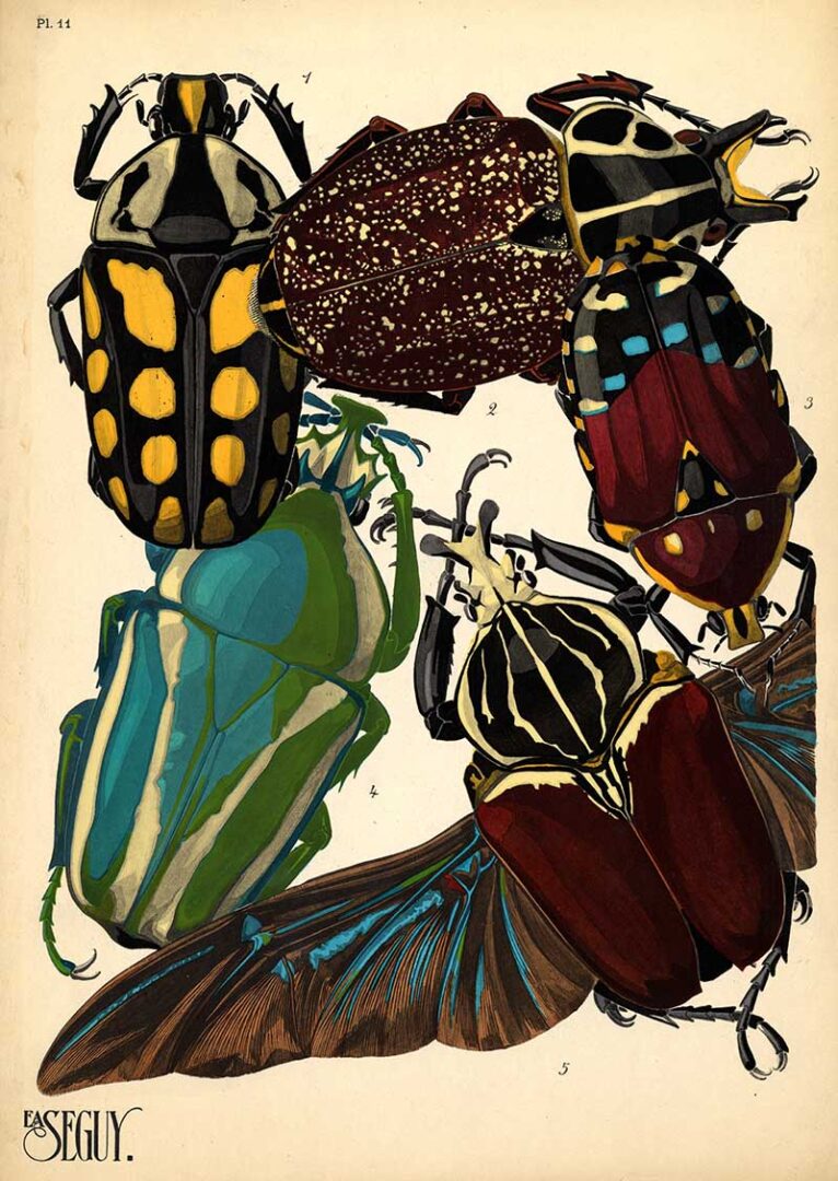 20 Stunning E.A. Seguy Art Nouveau Insect Prints for Free: A Visual ...