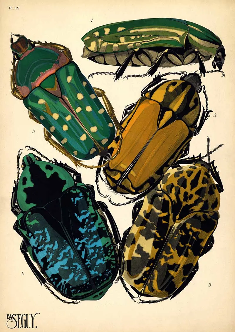 Pochoir print of beetles from E.A. Seguy's Insects book