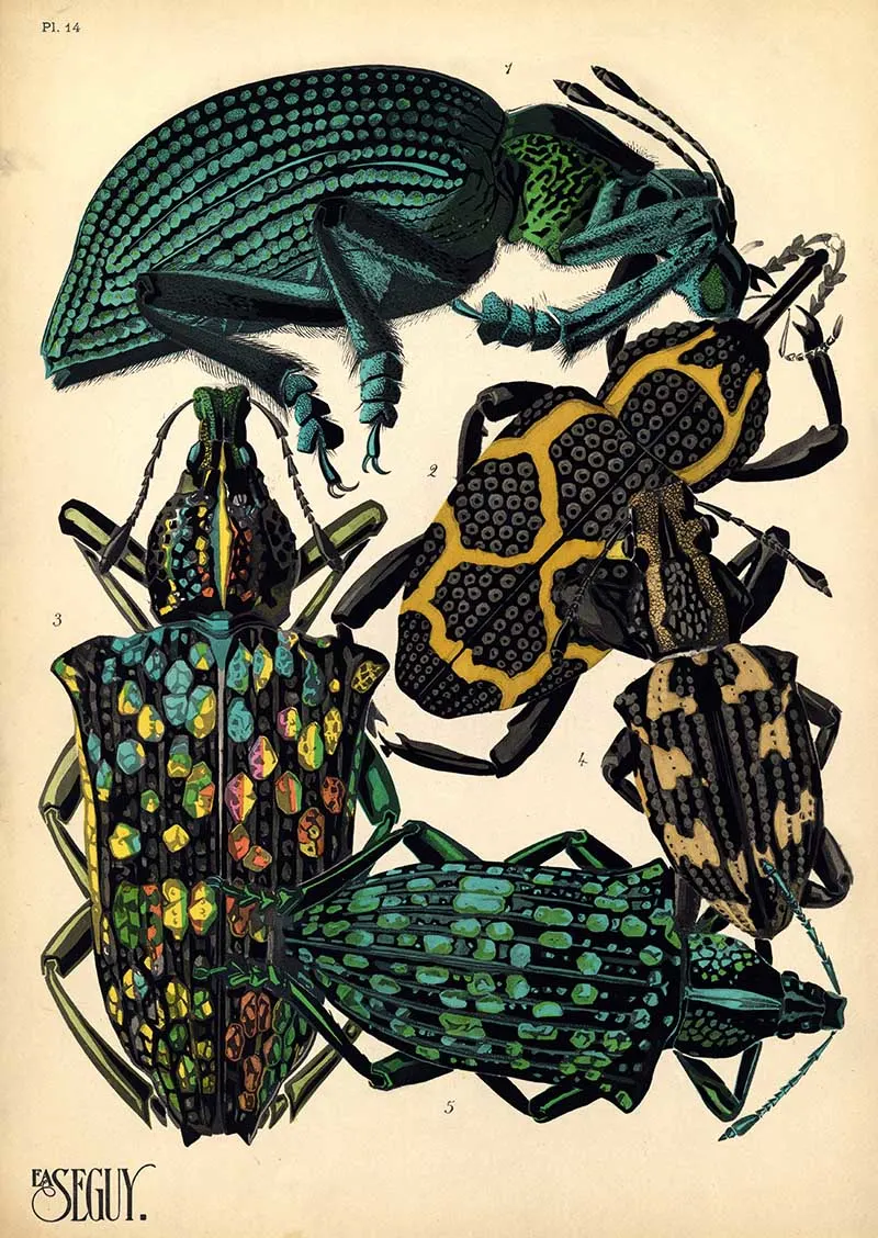 Art Nouveau Pochoir print of diamond beetles from E.A. Seguy's Insects book