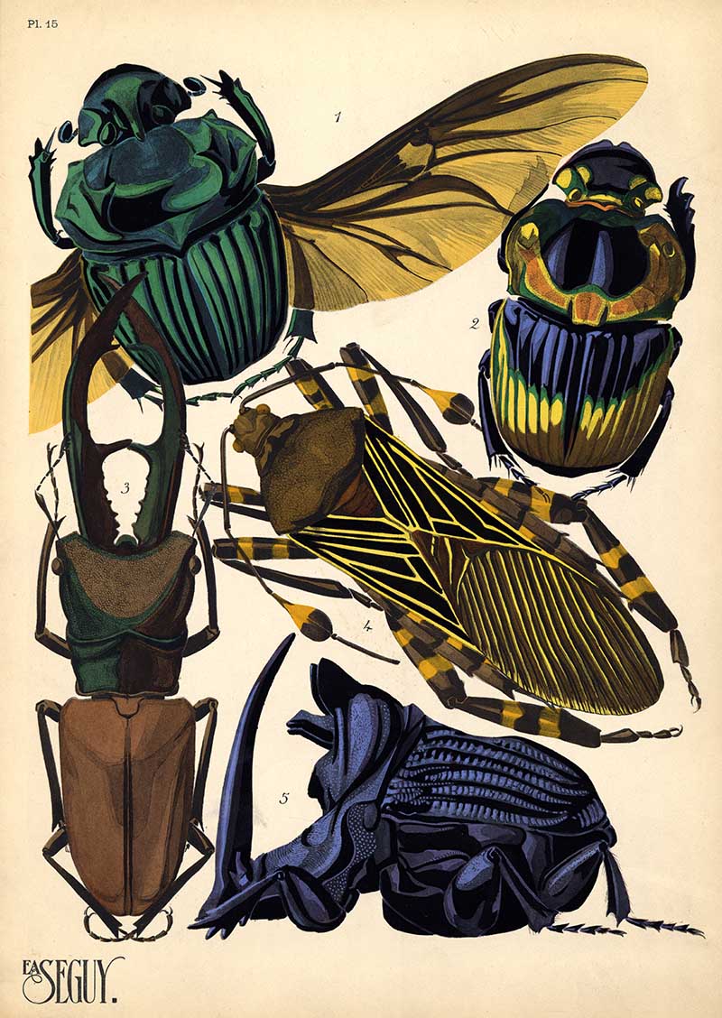 Pochoir print of beetles from E.A. Seguy's Insects book