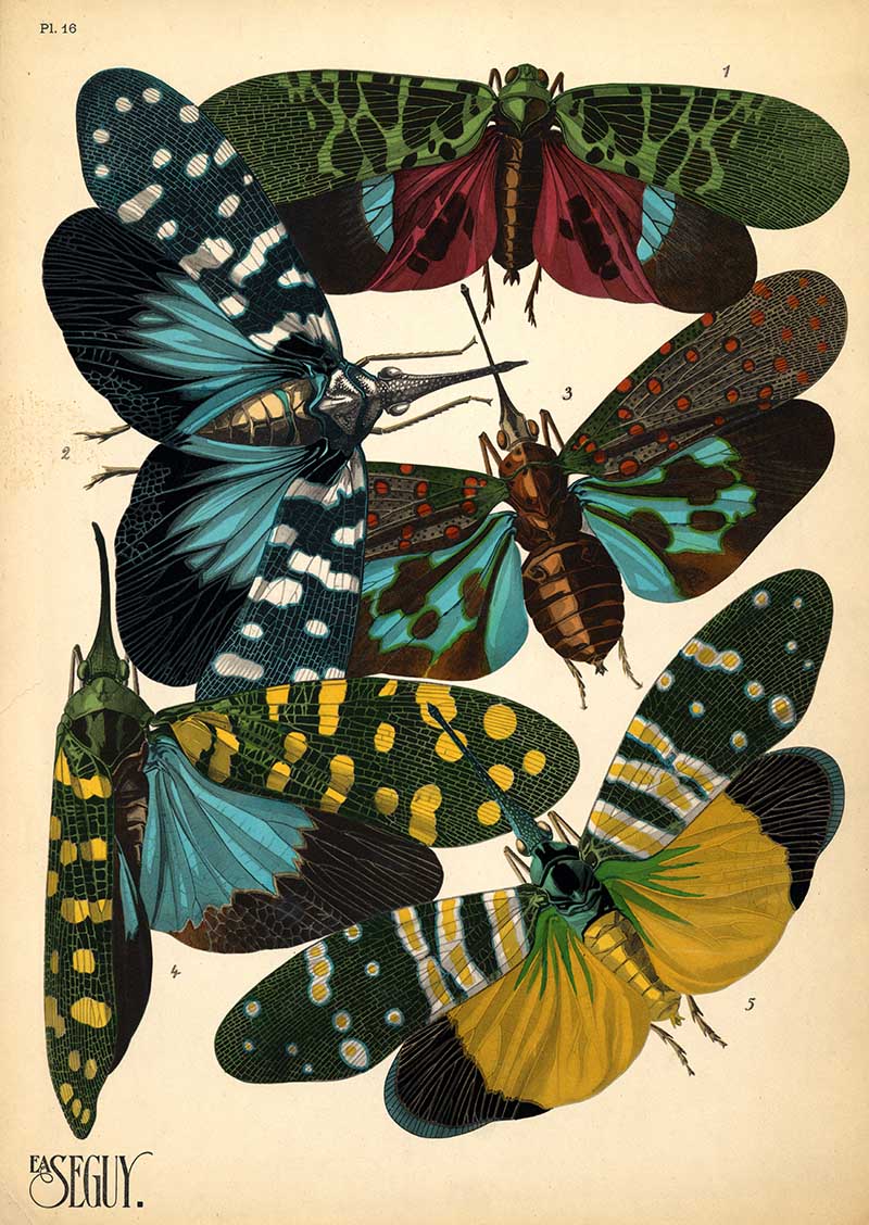 Pochoir print of lanternflys from E.A. Seguy's Insects boo