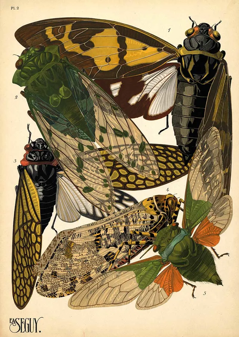 Pochoir print of cicadas from E.A. Seguy's Insects book