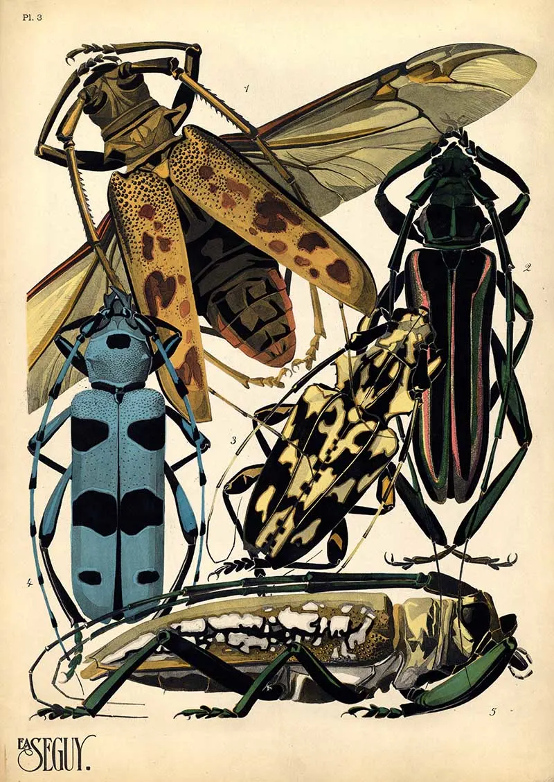 Pochoir print of long horn beetles from E.A. Seguy's Insects book