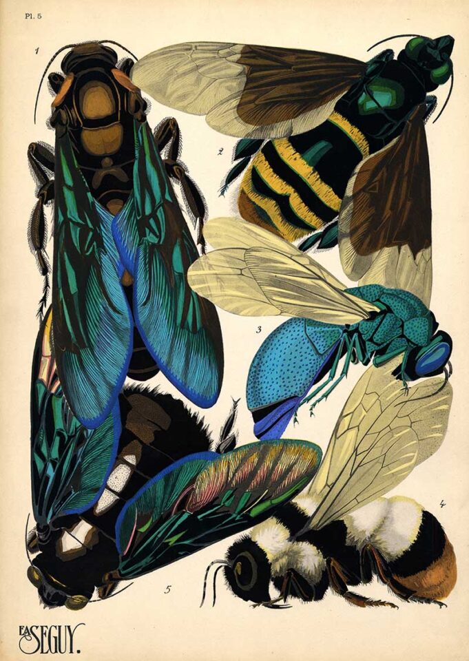20 Stunning E.A. Seguy Art Nouveau Insect Prints for Free: A Visual ...