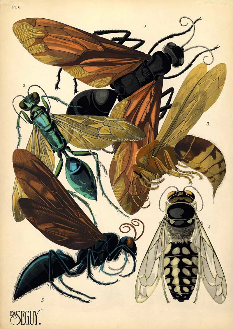 Pochoir Ar Nouveau print of insects, wasps from E.A. Seguy's Insects book