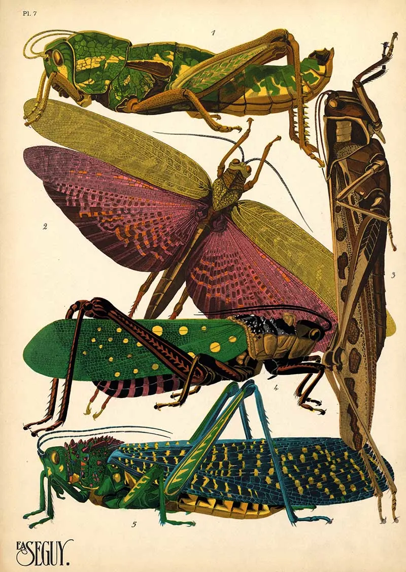 Pochoir print of grasshoppers from E.A. Seguy's Insects book