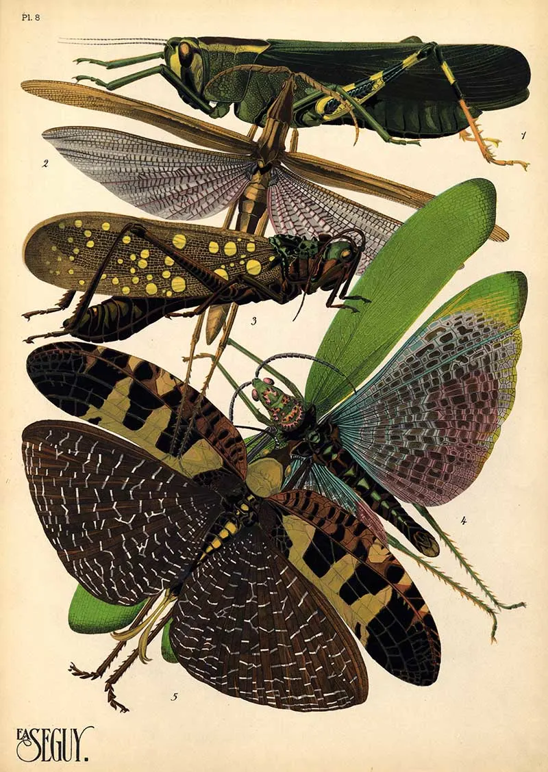 Pochoir print of locusts from E.A. Seguy's Insects book