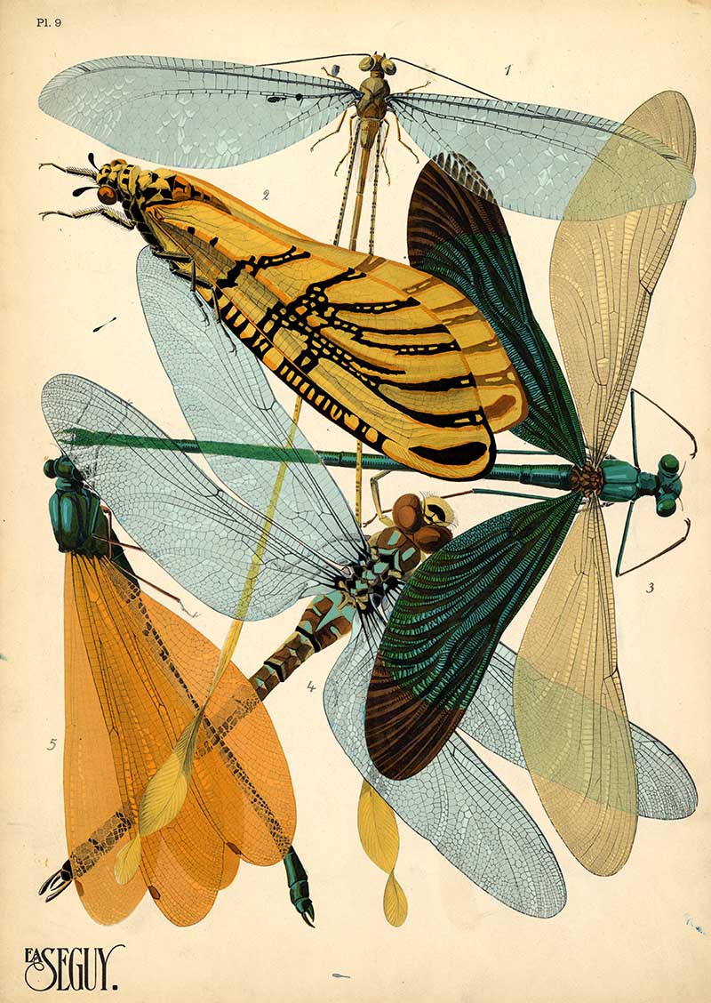 Pochoir Ar Nouveau print of insects, dragonfly from E.A. Seguy's Insects book