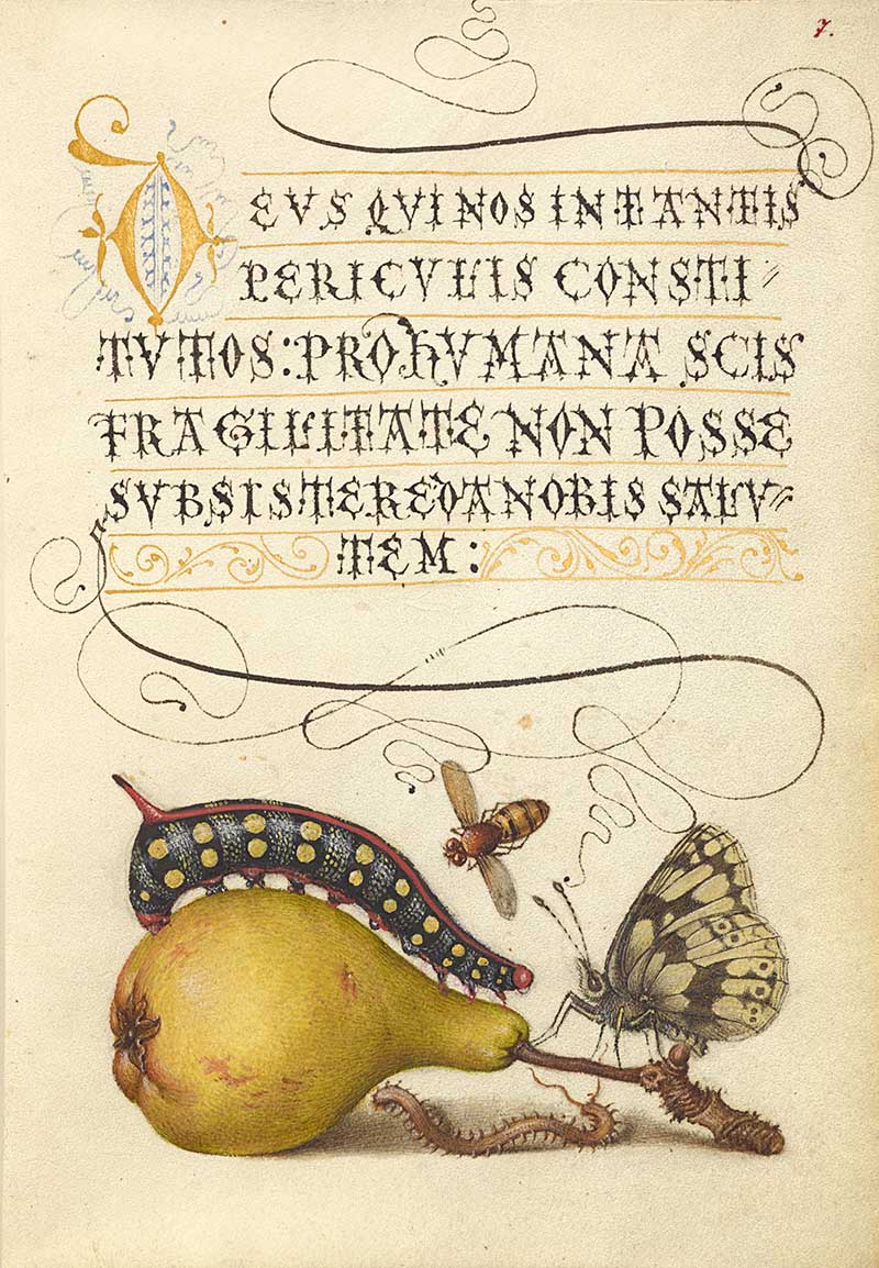 Fly, Caterpillar, Pear, and Centipede; Joris Hoefnagel