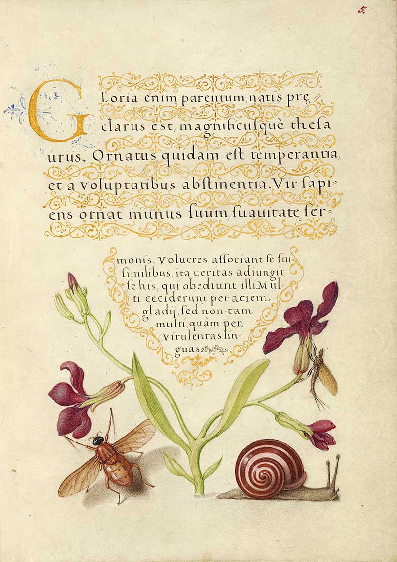 Gillyflower, Mayfly, Fly, and Snail; Joris Hoefnagel