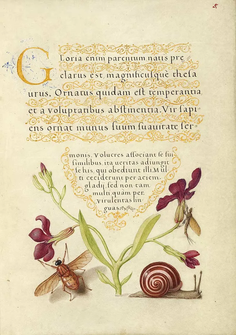 Gillyflower, Mayfly, Fly, and Snail; Joris Hoefnagel