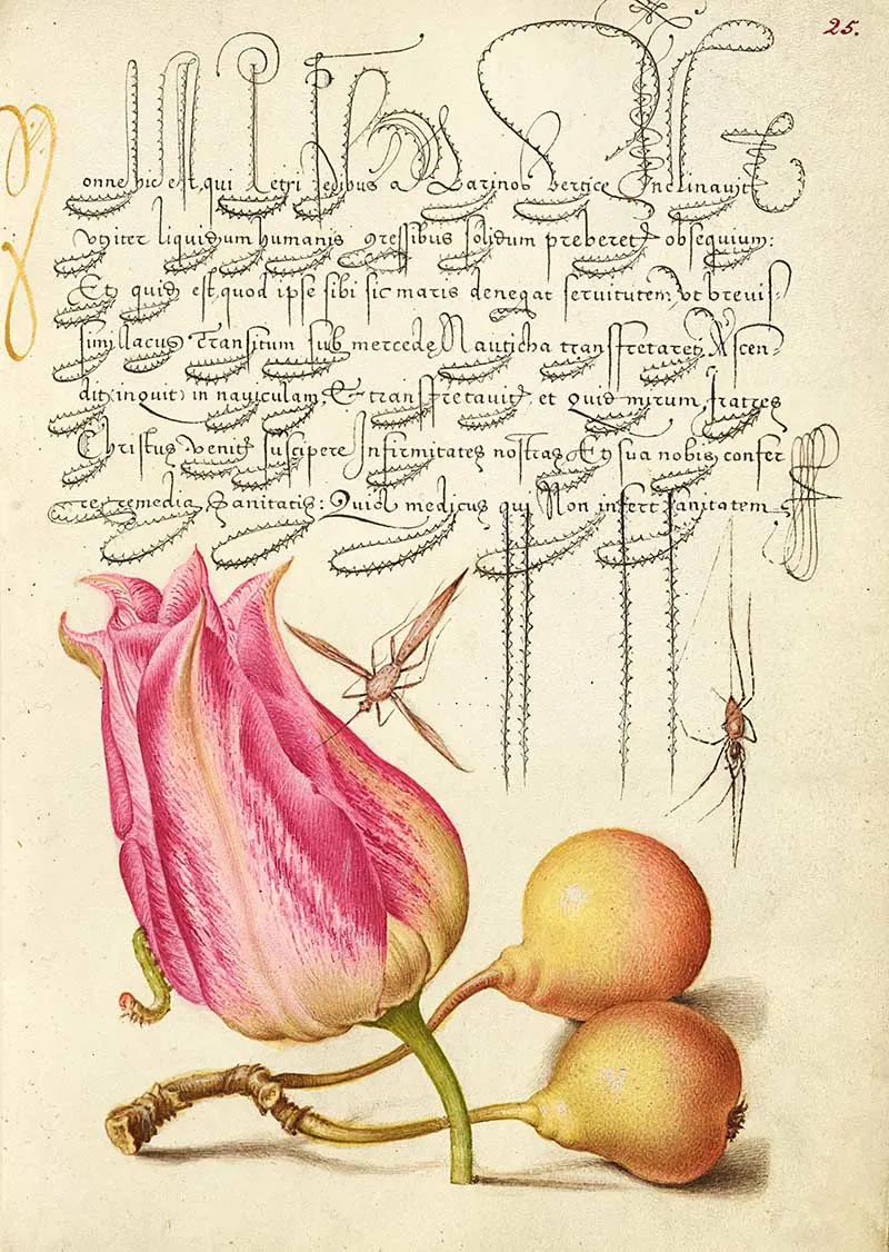 Imaginary Insect, Tulip, Spider, and Common Pear; Joris Hoefnagel
