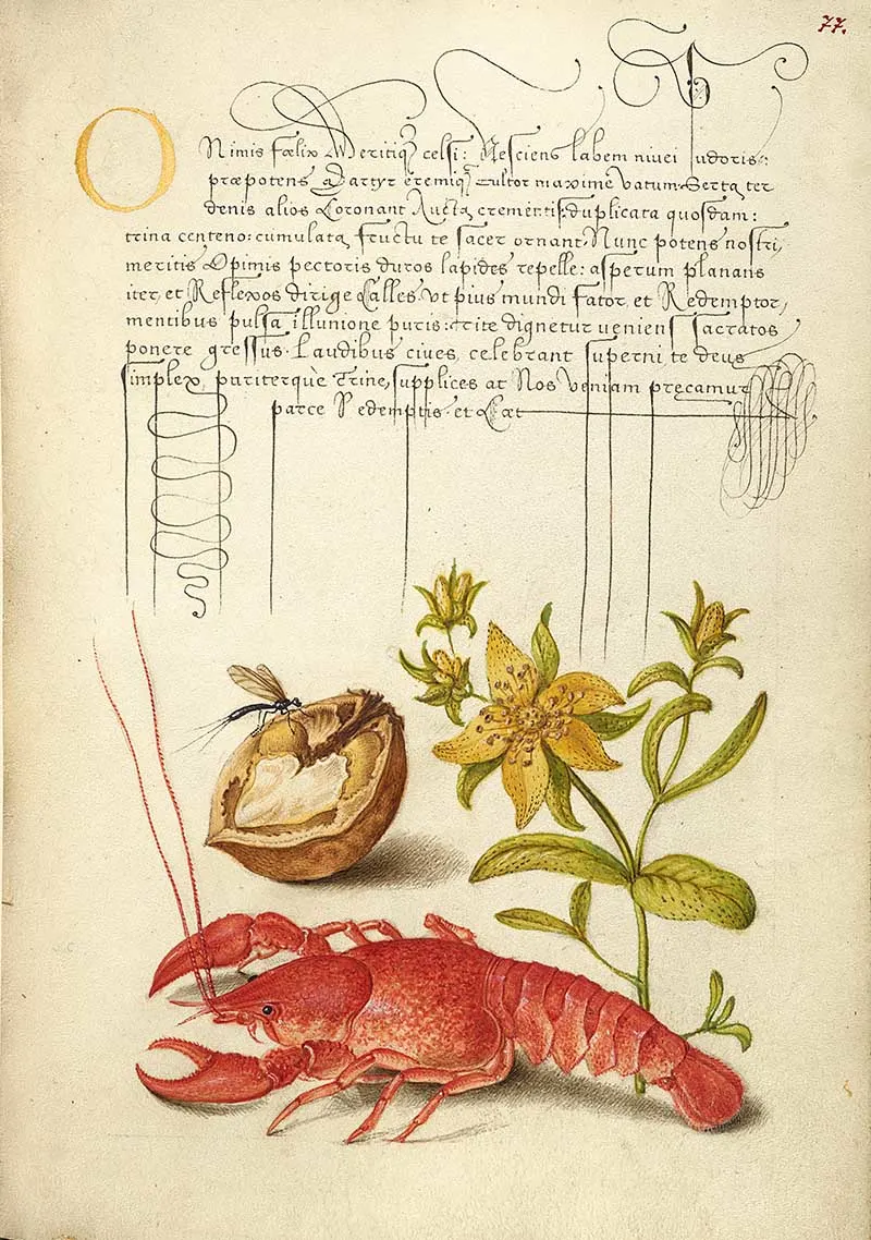 Insect, English Walnut, Saint John's Wort, and Crayfish; Joris Hoefnagel )