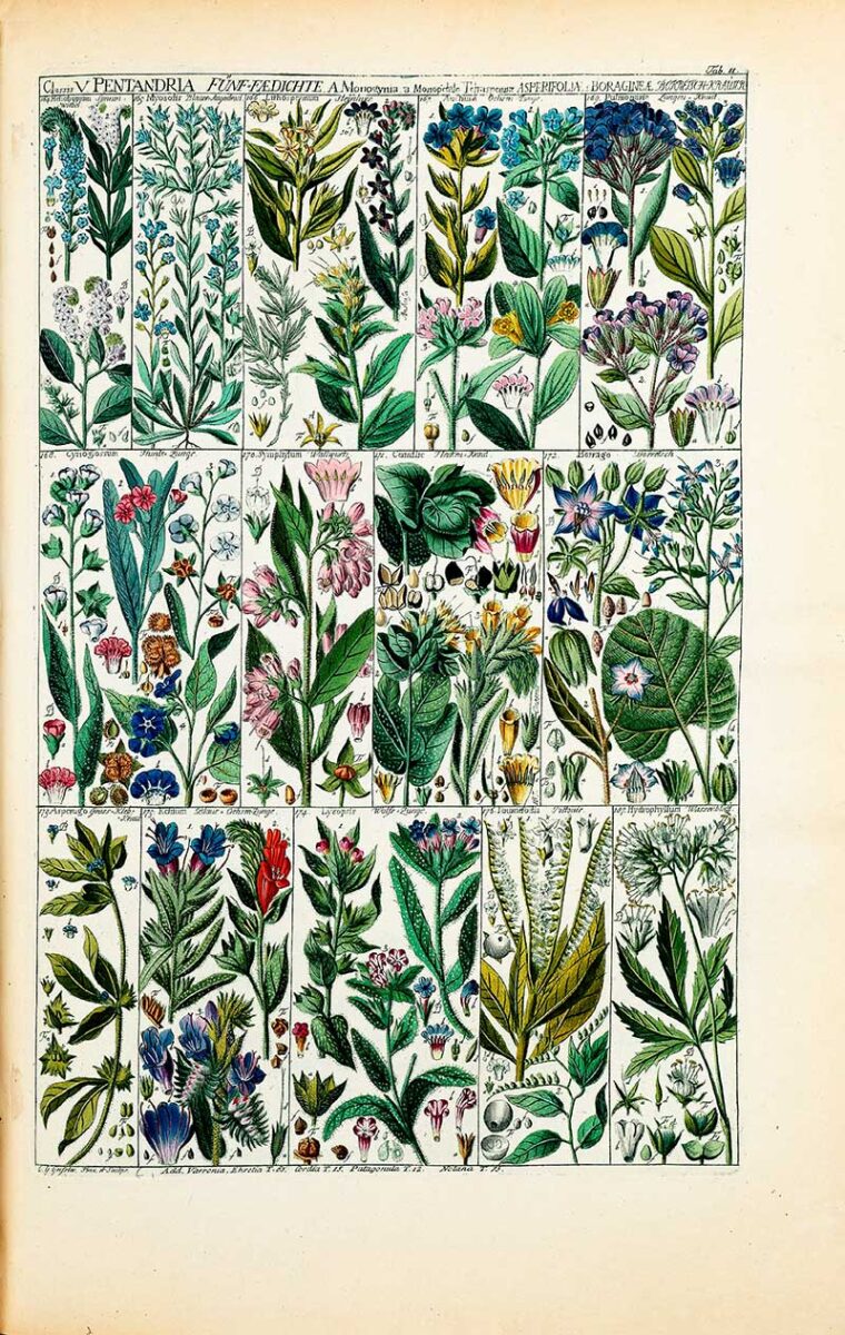 Geesner 28 Amazingly Detailed Phytographic Botany Prints by Johannes Gessner ...