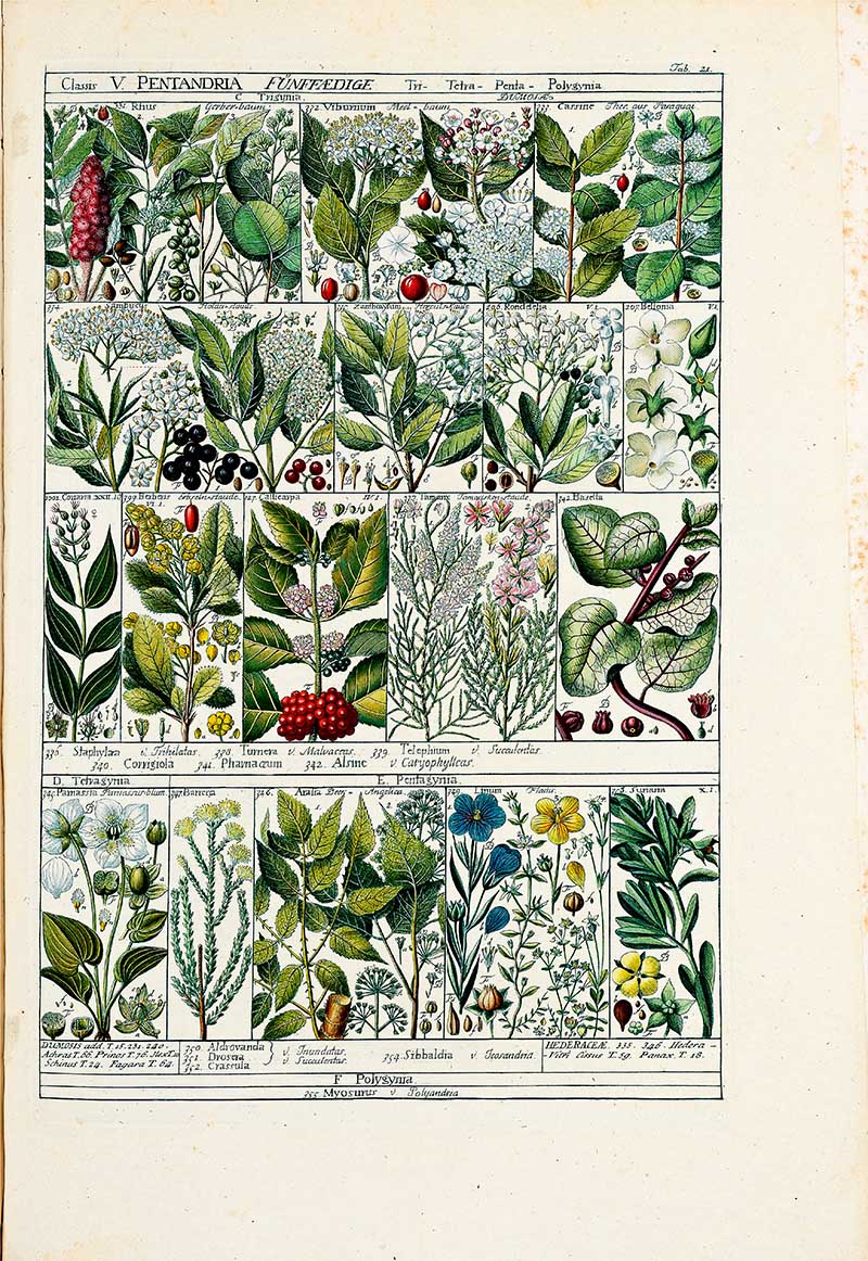 vintage botany Plant table 21 pentandria plants