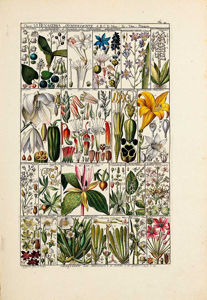 Johannes Gessner Vintage botany Plant table 25 Hexandria plants