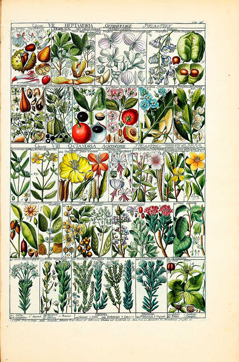 Johannes Gessner Vintage botany Plant table 26 Heptandria plants
