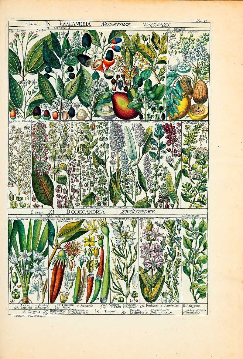 Vintage botany Plant table 22 Enneandria plants
