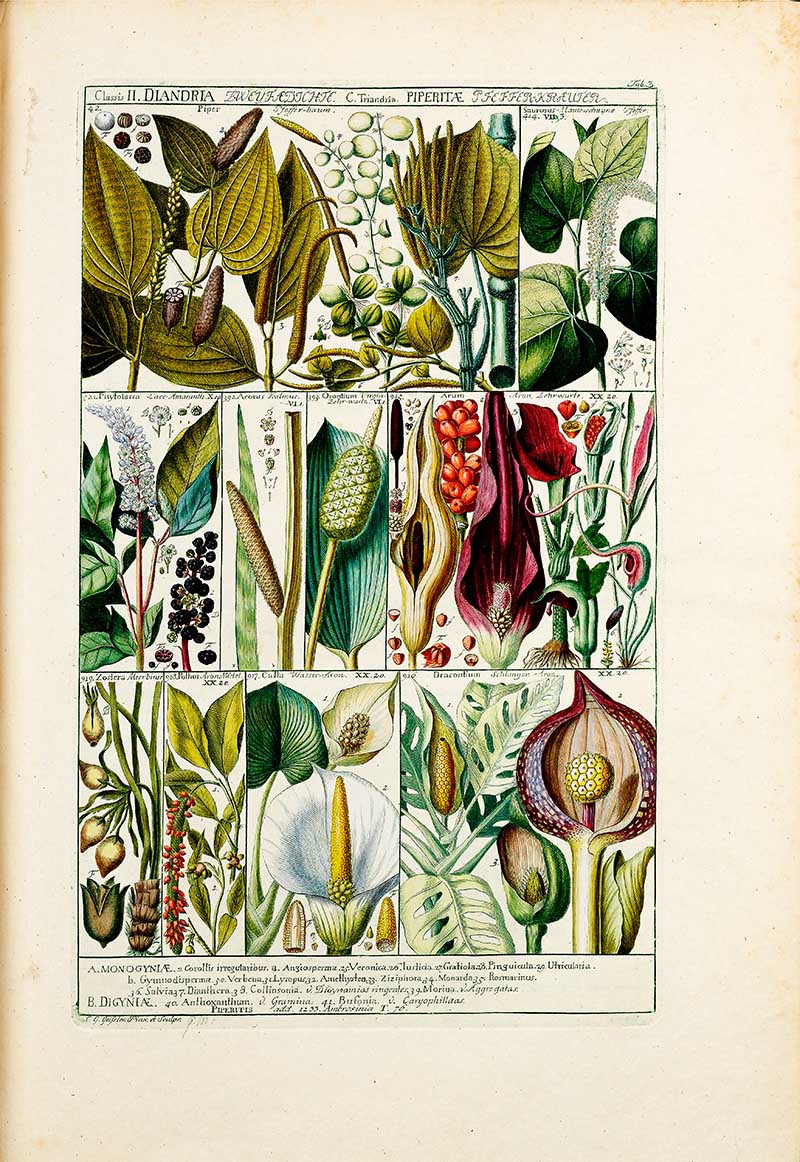 Botany Plant Table 3 Johannes Gessner