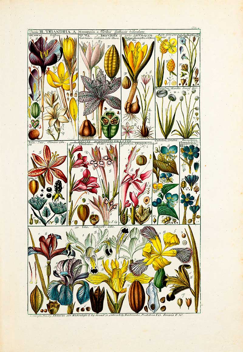 Plant Botany Table 4 Johannes Gessner Triandria