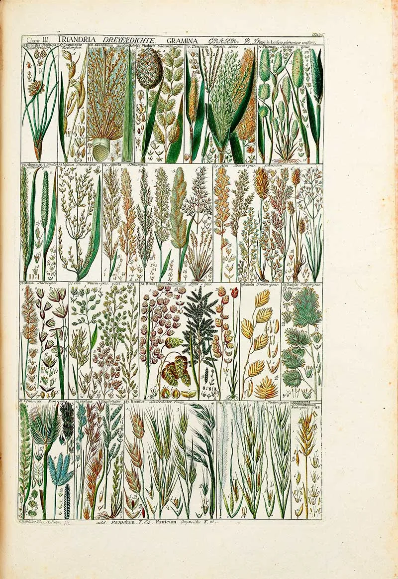Plant Botany Table 6 Grasses Johannes Gessner Triandria