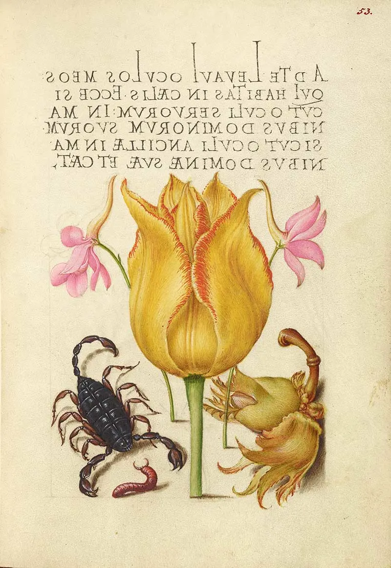 Rocket Larkspurs, Tulip, Scorpion, Millepede, and European Filbert; Joris Hoefnagel