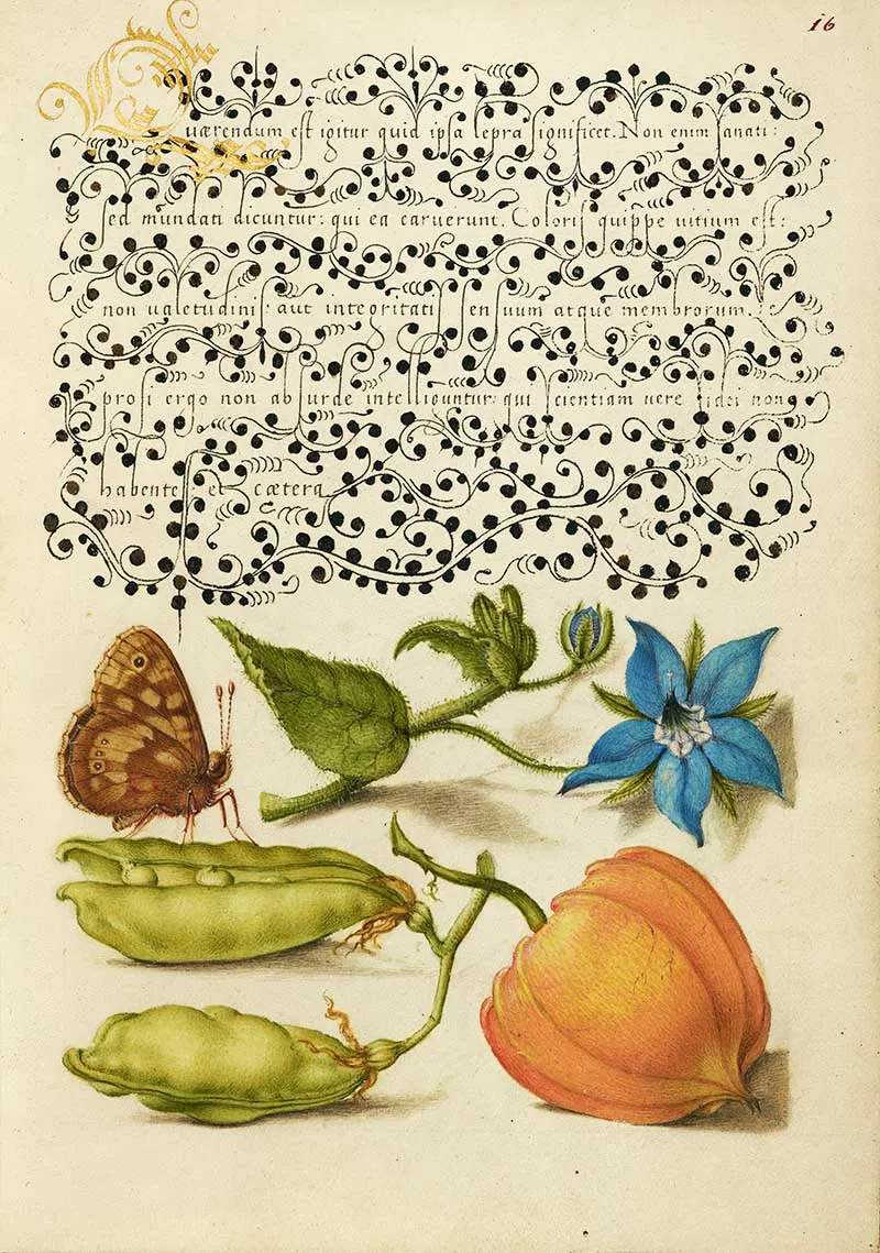 Speckled Wood, Talewort, Garden Pea, and Lantern Plant; Joris Hoefnagel