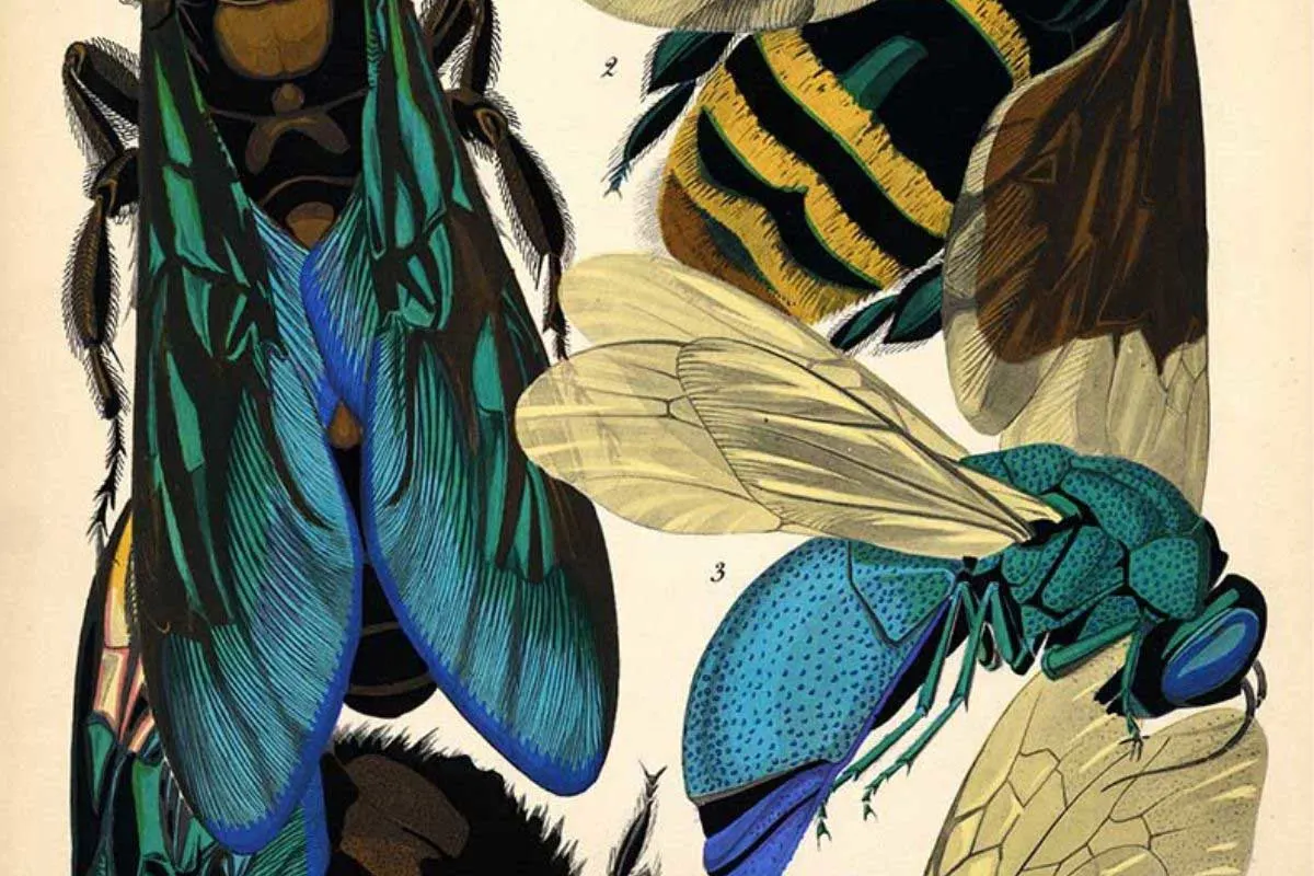 E.A. Seguy's Art Nouveau Insects prints