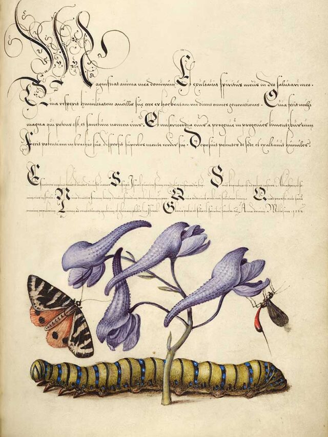 Scarlet Tiger-Moth, Larkspur, Insect, and Caterpillar; Joris Hoefnagel