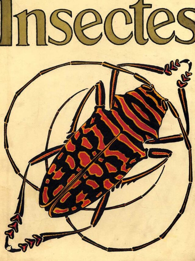 E.A. Sguy’s Stunning Art Nouveau Insects & Butterflies