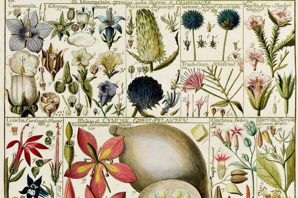 Johannes Gessner Botany table feature