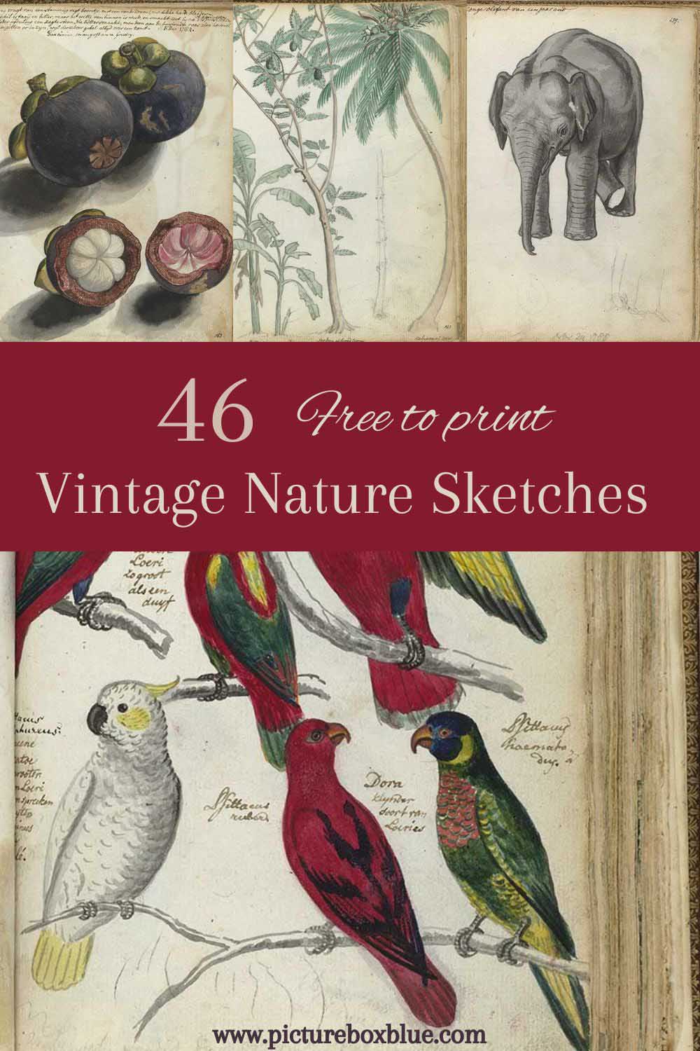 Jan Brandes Vintage nature illustrations pin