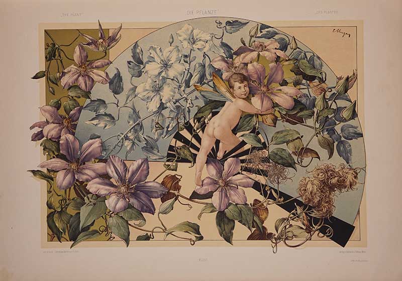 Clematis botanical vintage art prints