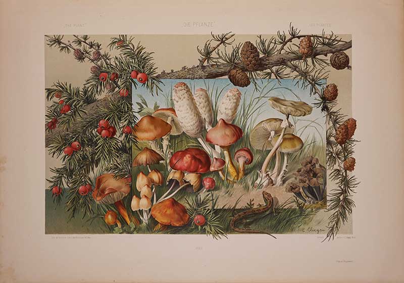 Mushrooms, larch yew lithographic print