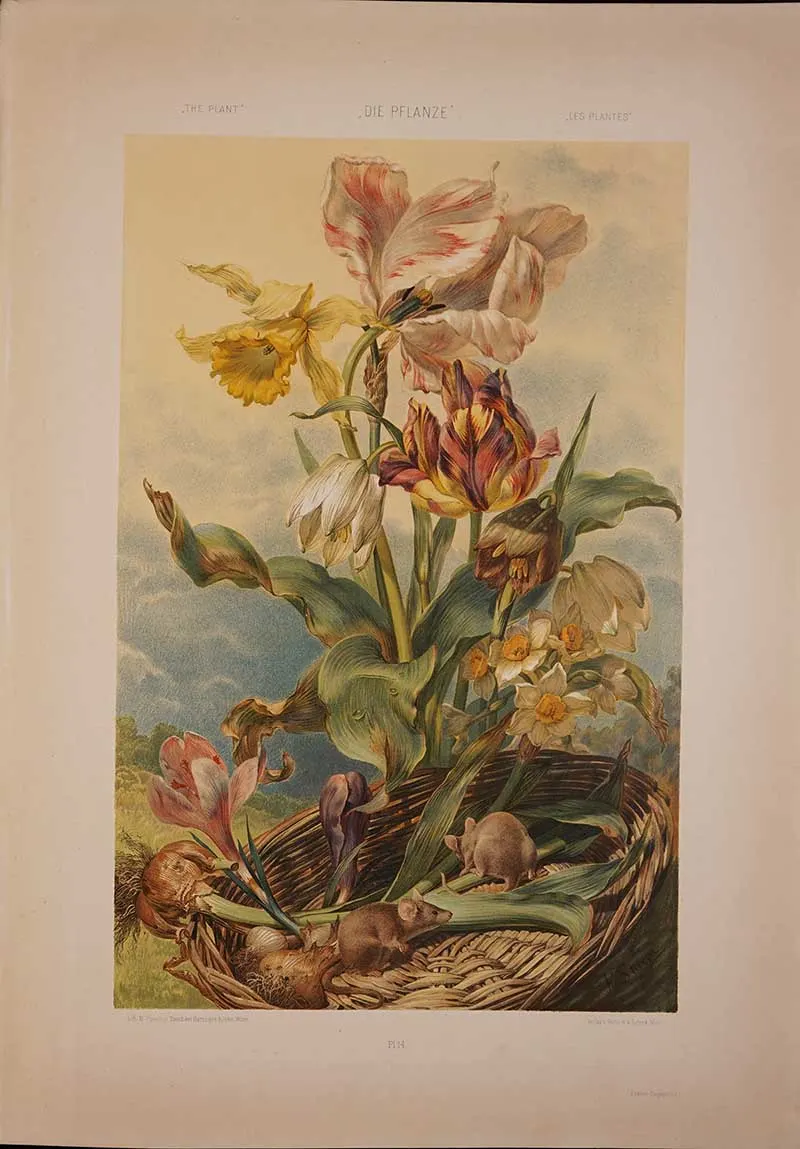 Colour Narcissus-tulip-crocus-Martin-Gerlach