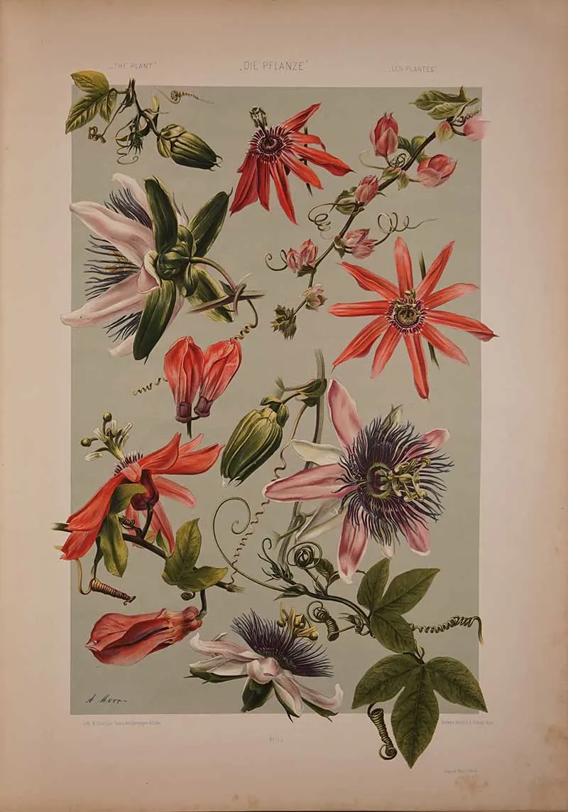 Colour Passion flower-vintage-plant-art-Martin-Gerlach