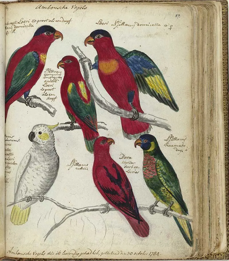 Ambon Parrots colour sketch Jan Brandes