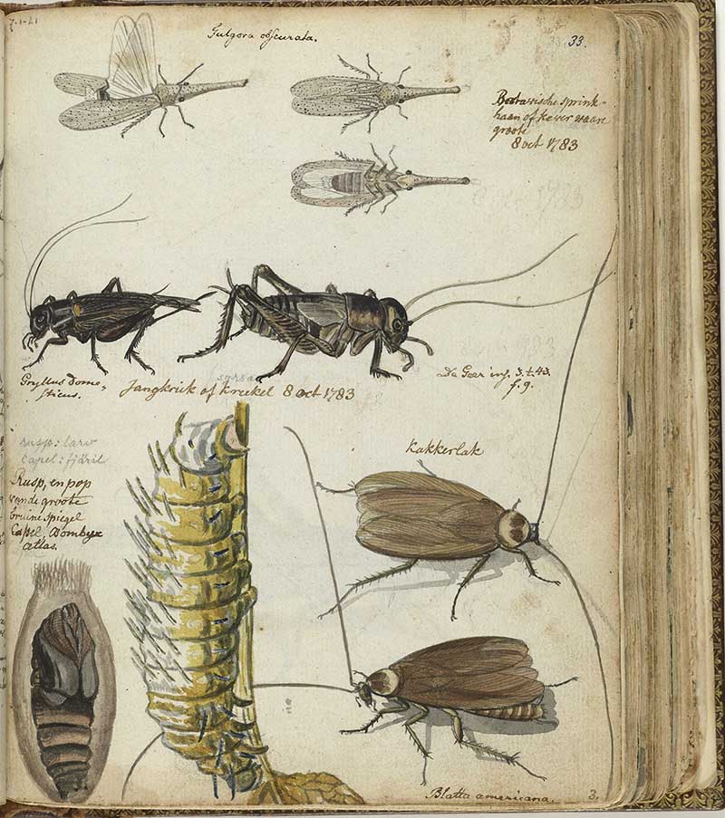 vintage nature illustration of insects including crickets and cockroaches