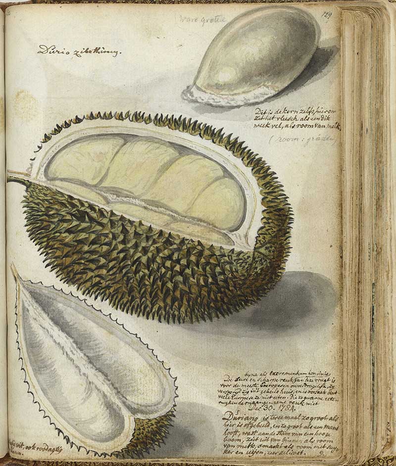sketch of durian fruit jan brandes
