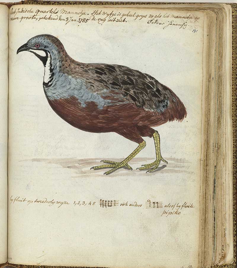 vintage sketch of an East Indian Quail