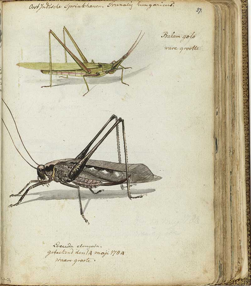 Vintage nature sketches of grasshoppers
