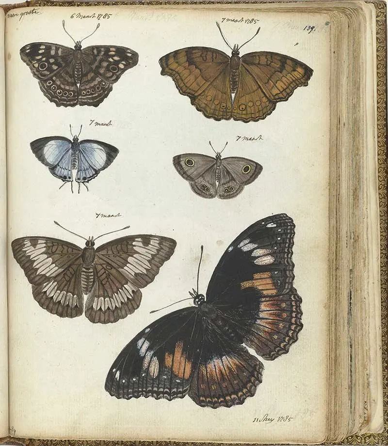 Vintage nature illustrations of Javanese Butterflies