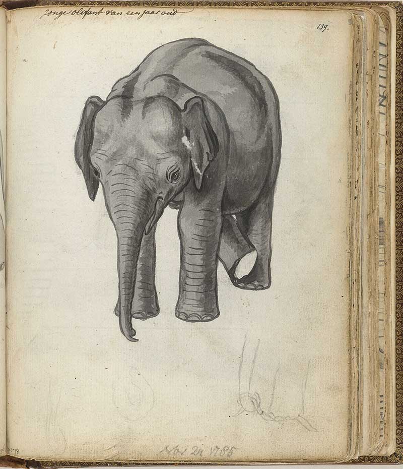 Jan Brandes sketch of one year old elephant