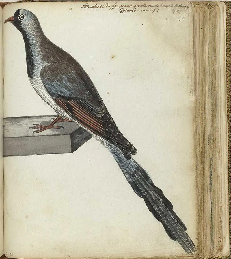 vintage nature sketch of a pigeon