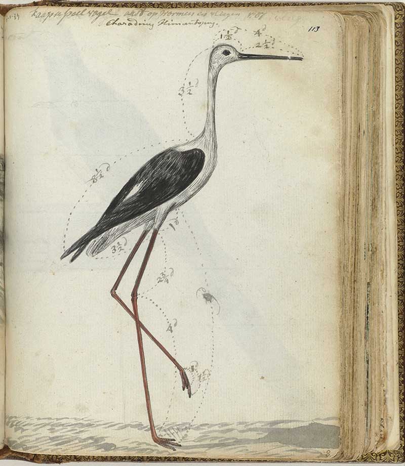 Jan Bandes nature sketch of a stork