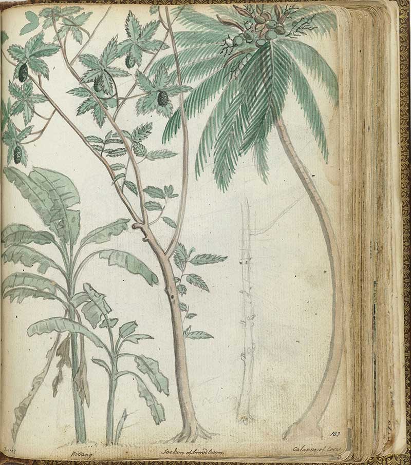 vintage nature sketch tropical trees