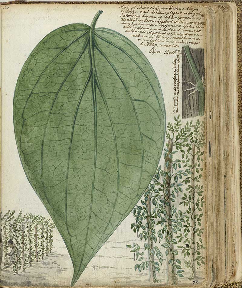 Jan Bandes vintage nature illustration of Betel Leaf