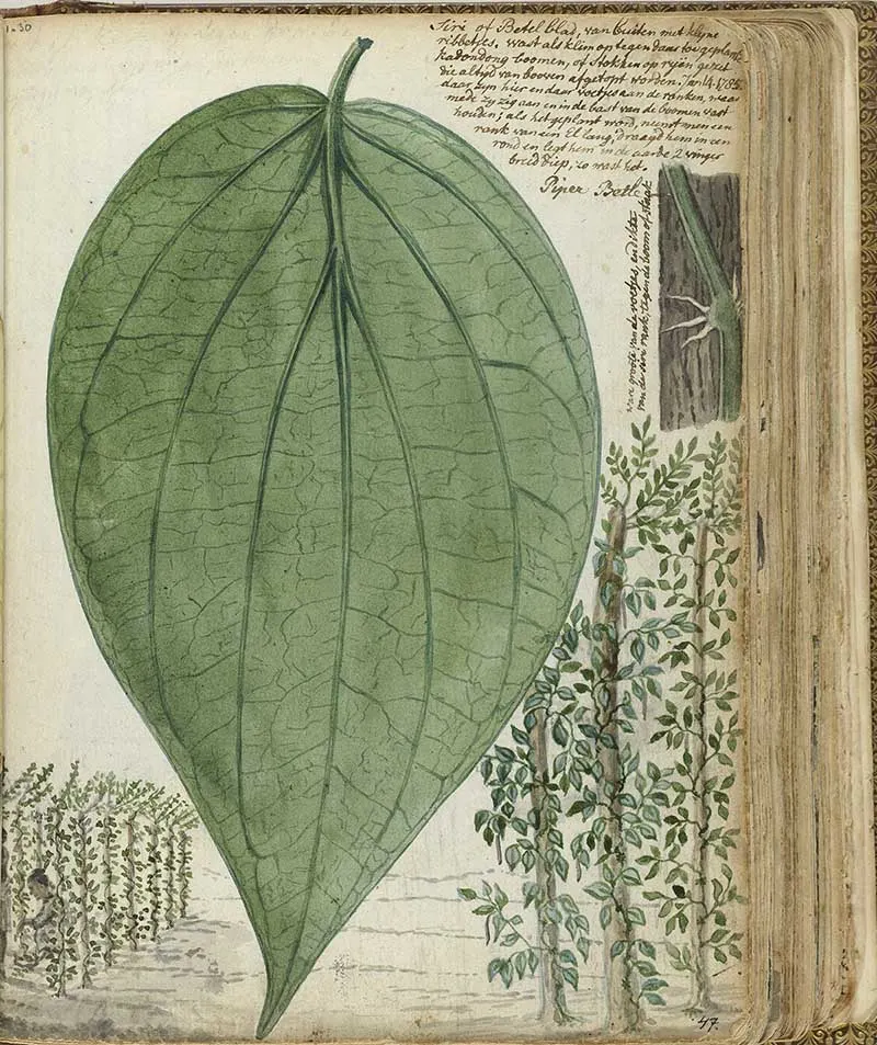 Jan Bandes vintage nature illustration of Betel Leaf