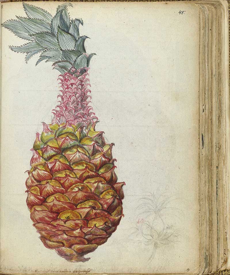 Jan Brandes Pineapple vintage sketch
