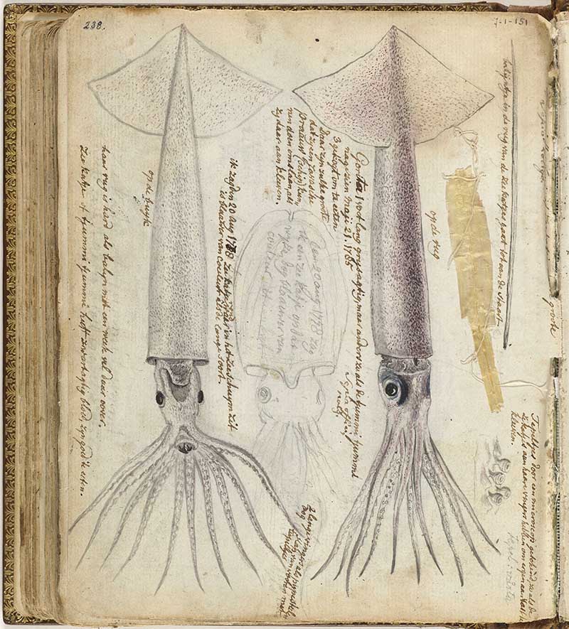 Jan Brandes cuttlefish